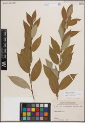 Foto von Salix eriocephala var. watsonii (Bebb) Dorn